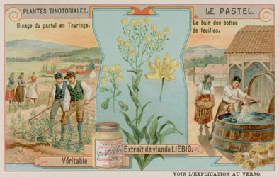 Woad and a Harvest in Thuringia in Germany