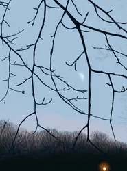 Branches, Dawn, Prospect Park