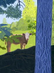 Cow In Field
