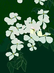 Flowering Dogwood, c.2020-24