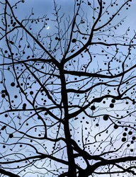 London Plane Tree and Moon, Brooklyn