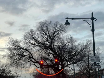 Smiling Tree and Traffic Lights, Brooklyn