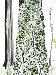 Tree With Ivy
