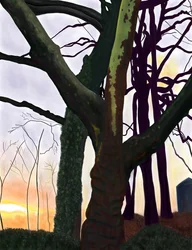 Trees, Prospect Park, Brooklyn