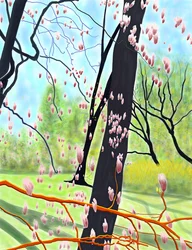 Tulip Tree