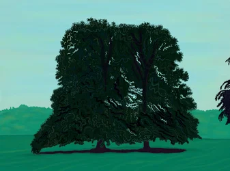 Two Linden Trees in Field