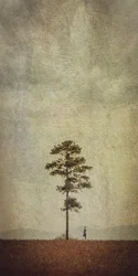 Solitary Tree Field