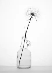 Delicate Dandelion Still Life
