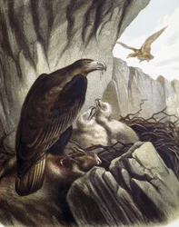 Eagles with their young. Engraving after a drawing by F. Padro.