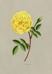 Rose Madame Falcot