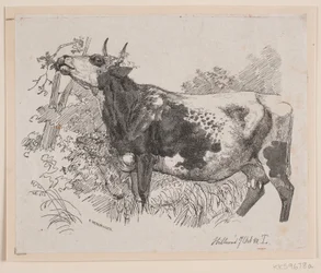 A Cow Defoliating the Branches of a Tree