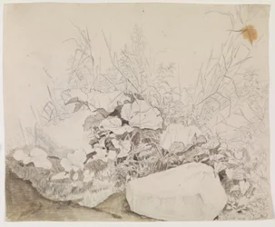 Plants and Rocks (Detail)
