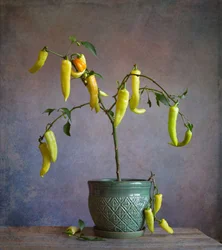 Rustic Potted Peppers