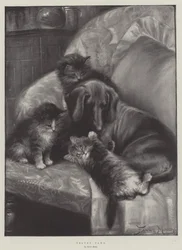 Velvet Paws