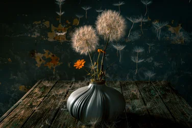 Moody Dandelion Still Life
