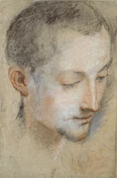 Study of a young Man
