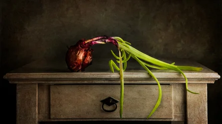 Moody Sprouting Onion