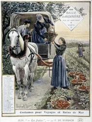 Strawberry Picking - in Calendar 
