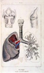 Anatomical illustration from Dictionnaire pittoresque d