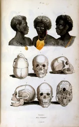 Anthropological illustration depicting the Ethiopian Race