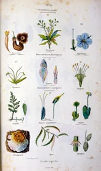 Botanical and zoological illustration from Dictionnaire pittoresque d
