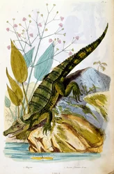 Botanical and zoological illustration from Dictionnaire pittoresque d