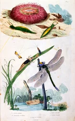 Botanical and zoological illustration from Dictionnaire pittoresque d