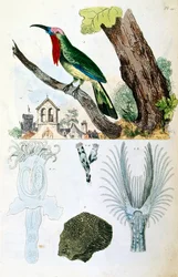 Botanical and zoological illustration from Dictionnaire pittoresque d