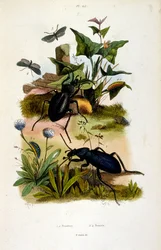 Botanical and zoological illustration from Dictionnaire pittoresque d