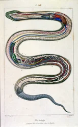 Botanical and zoological illustration from Dictionnaire pittoresque d