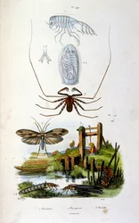 Botanical and zoological illustration from Dictionnaire pittoresque d