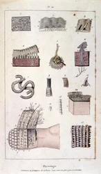 Botanical and zoological illustration from Dictionnaire pittoresque d