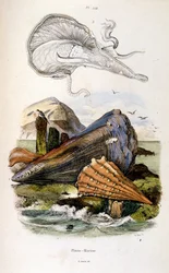 Botanical and zoological illustration from Dictionnaire pittoresque d