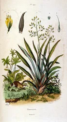 Botanical and Zoological Illustration from Dictionnaire pittoresque d