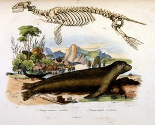 Botanical and Zoological Illustration from Dictionnaire pittoresque d