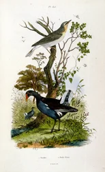 Botanical and Zoological Illustration from Dictionnaire pittoresque d