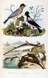 Botanical and Zoological Illustration from Dictionnaire pittoresque d