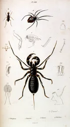 Botanical and Zoological Illustration from Dictionnaire pittoresque d