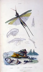 Botanical and Zoological Illustration from Dictionnaire pittoresque d