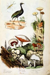 Botanical and Zoological Illustration from Dictionnaire pittoresque d