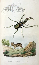 Botanical and Zoological Illustration from Dictionnaire pittoresque d