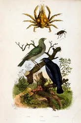 Botanical illustration from Dictionnaire pittoresque d