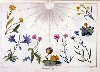 Botanical Illustration from Dictionnaire pittoresque d