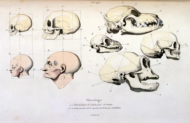 Phrenology (anatomical) illustration from Dictionnaire pittoresque d