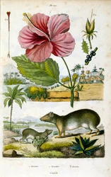 The Genus Kerodon from Dictionnaire pittoresque d