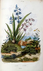Toad