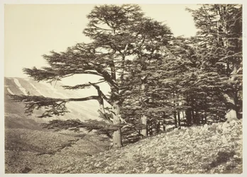 Cedars of Lebanon