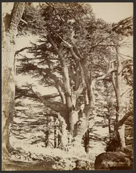 Lone Cedar, Tyre
