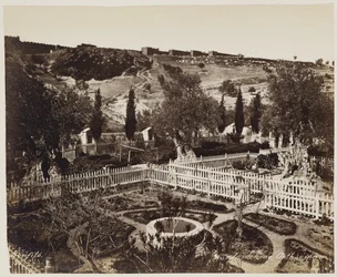 Garden of Gethsemane No. 303