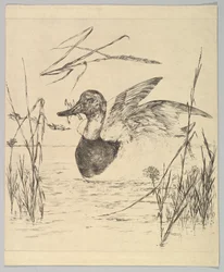 Duck, 1850-1914